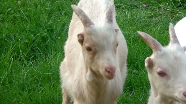 Две молодые козы играют в поле — стоковое видео