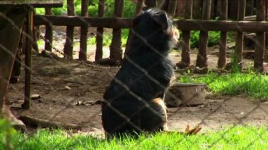 arka bahçe kafes içinde zincirleme oturan yalnız köpek.
