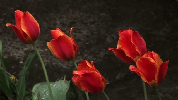 Våren regn och red tulip — Stockvideo