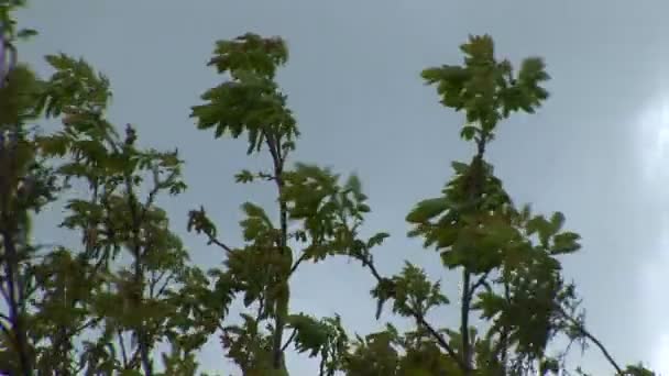 Unwetter kurz vor dem Regensturm — Stockvideo