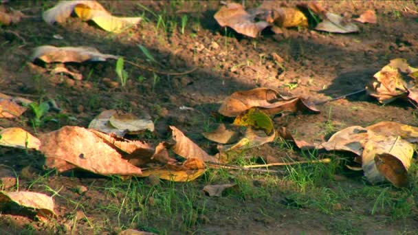 Gros plan d'une feuille d'automne colorée sur l'herbe verte se déplaçant lentement dans le vent 