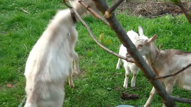 Famille de chèvres jouant sur le terrain 
