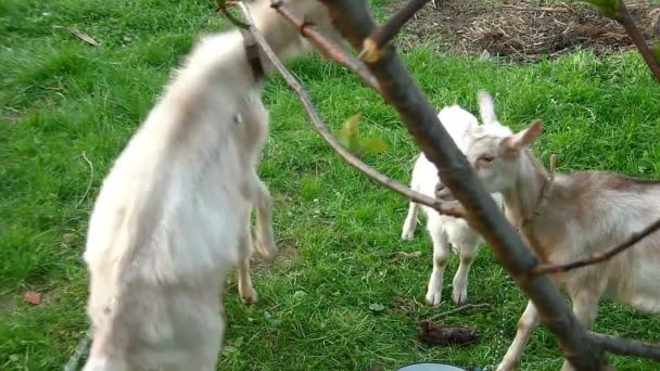 Família de cabras brincando no campo — Vídeo de Stock