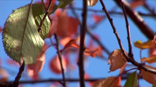 Herbst - schöne und bunte Blätter — Stockvideo