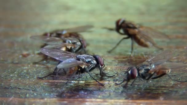 House flies sucking sweet juice — стокове відео