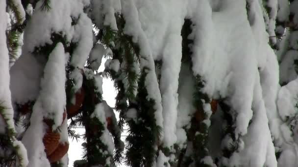 Día de invierno con nieve cayendo rápidamente — Vídeo de stock