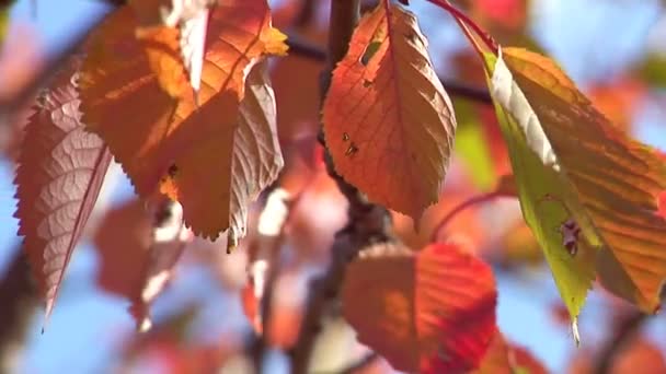 -mooie en kleurrijke Herfstbladeren — Stockvideo