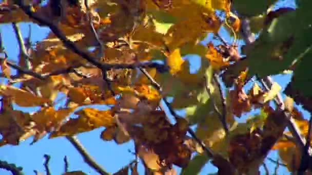 Jesień - piękne i kolorowe liście — Wideo stockowe