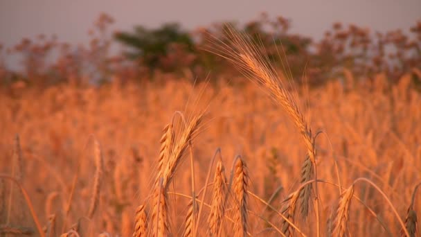 Golden, maturi, campo d'orzo (grano integrale ) — Video Stock