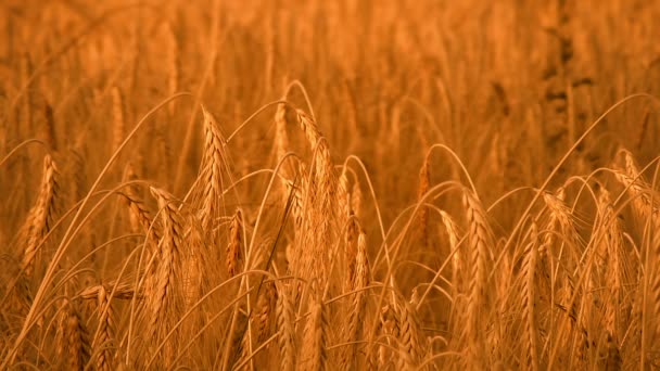 Campo de cebada dorado, maduro (trigo integral) ) — Vídeo de stock