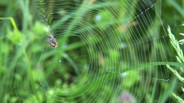 Spider, net and green grass — Stock Video