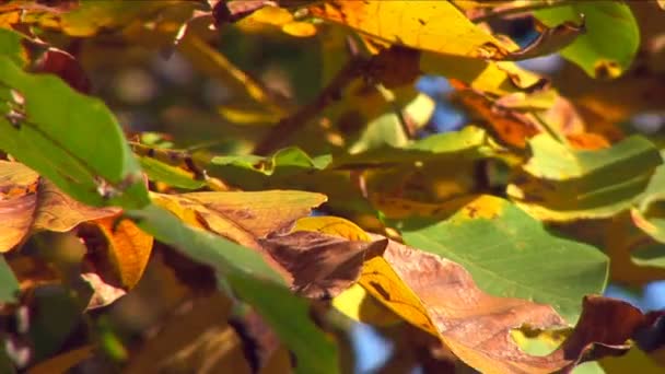 Autumn - beautiful and colorful leaves — Stock Video