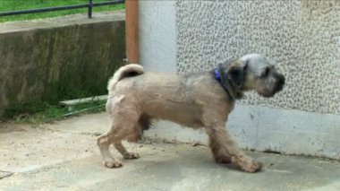 Tibet terrier gevşek kırmaya çalışıyor!
