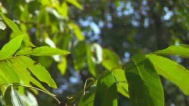 Ağaç üzerine yağmur damlaları ile vahşi doğada