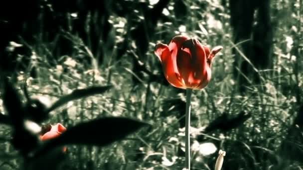 Red garden tulip slowly swaying in the wind — Stock Video