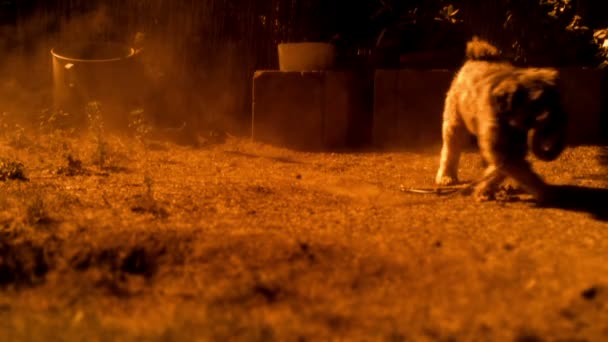 Tibétain terrier courir après son jouet en caoutchouc — Video