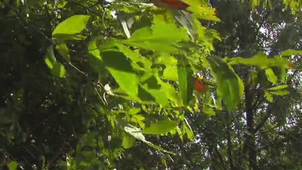 Hoge sluitertijd - zeer levendig en schoon — Stockvideo