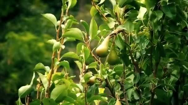 Common pear in the wind — Stock videók