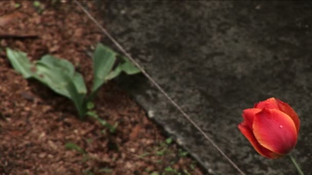 Un tulipán rojo solitario — Vídeos de Stock