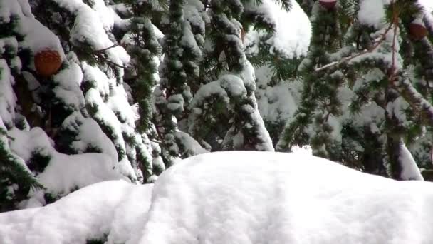 Día de invierno con nieve cayendo rápidamente — Vídeo de stock