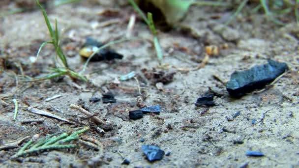 Ants moving rapidly - close - up — Stock Video