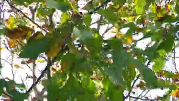 Otoño - hojas hermosas y coloridas — Vídeo de stock