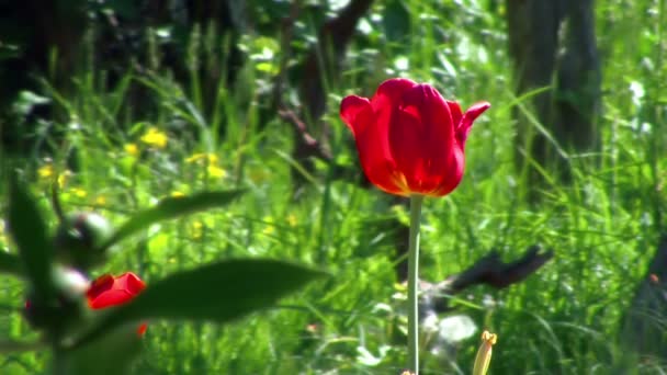 Tulipa jardim vermelho balançando lentamente no vento — Vídeo de Stock