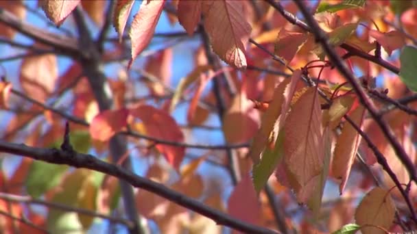 Herbst - schöne und bunte Blätter — Stockvideo