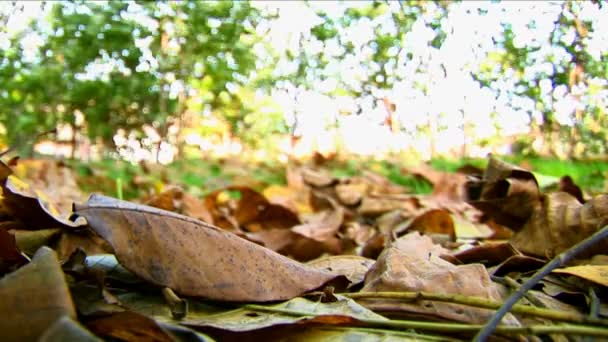 Ένα πολύχρωμο φθινόπωρο φύλλα σε κοντινό πλάνο — Αρχείο Βίντεο