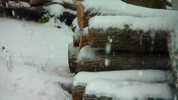 Día de invierno con nieve cayendo sobre troncos — Vídeos de Stock