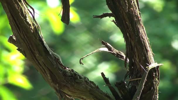 Staré révy větev ve dvoře — Stock video