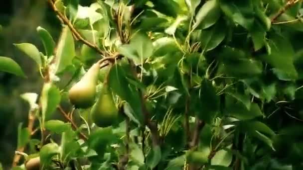 Pear tree moving in the wind — Stock Video