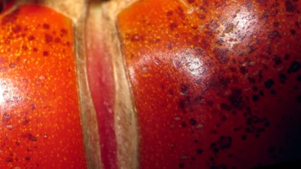 Tomato skin close-up movement — Stock videók