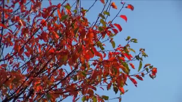 Outono - folhas bonitas e coloridas — Vídeo de Stock