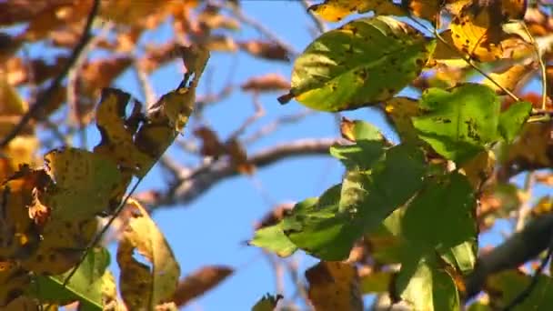 -mooie en kleurrijke Herfstbladeren — Stockvideo