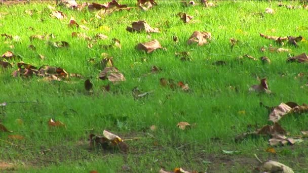 Gros plan d'une feuille d'automne colorée sur l'herbe verte se déplaçant lentement dans le vent — Video