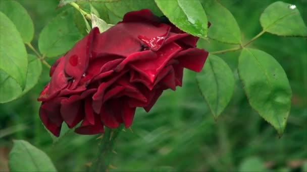 Espécimen extremadamente hermoso de una rosa — Vídeos de Stock