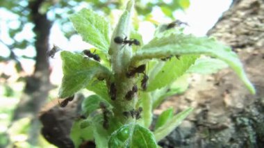 birkaç karınca bebek karıncalar koruma