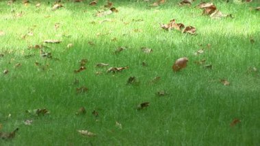 renkli bir sonbahar yaprak rüzgarda yavaşça yeşil çimenlerin üzerinde kapat