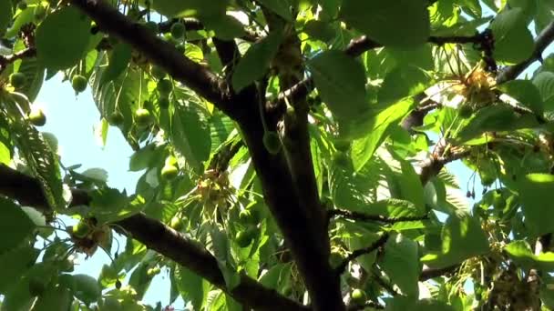 Äste bewegen sich im Wind — Stockvideo