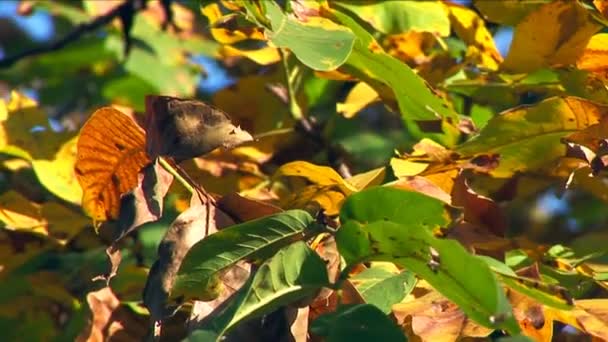 Otoño - hojas hermosas y coloridas — Vídeos de Stock