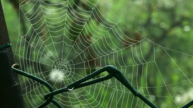 doğa çevreleyen içinde örümcek ağı