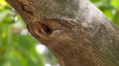 Koca bir ağaç dalı pan