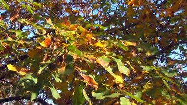 sonbahar - güzel ve renkli yaprakları