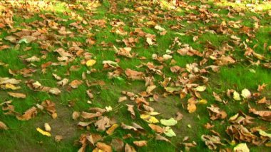 renkli bir sonbahar yaprak rüzgarda yavaşça yeşil çimenlerin üzerinde kapat