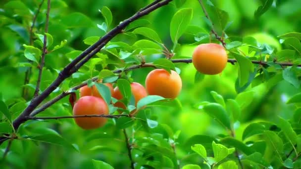 Wild plums in the wilderness — Stock Video