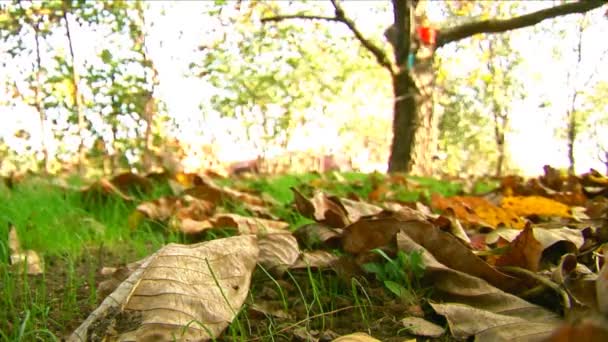 Herfst - mooie en kleurrijke tree bladeren — Stockvideo