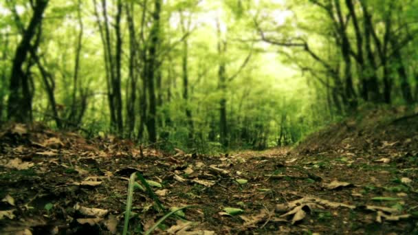 Homem caminhando pela floresta close-up — Vídeo de Stock