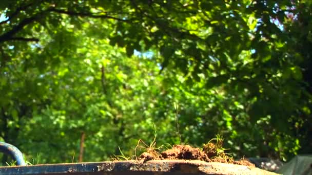 Mann gräbt und füllt ein Wagenrad — Stockvideo