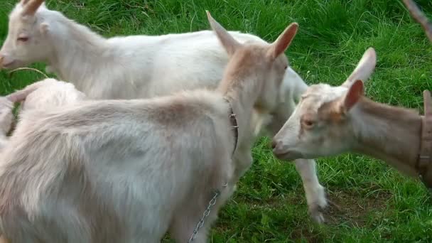 Duas cabras brincando atrás de uma cerca de corrente — Vídeo de Stock
